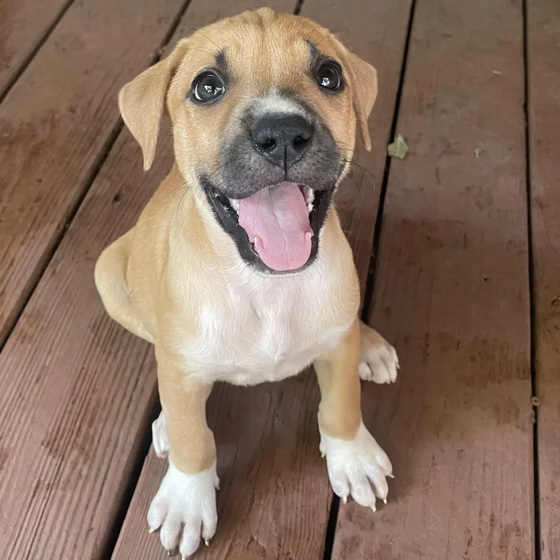 A baby medium-sized female Pit Bull Terrier dog named Moana for adoption in Krum, TX