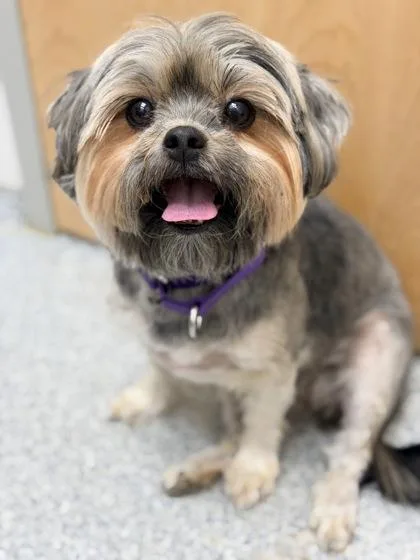 An adult small-sized female Gray / Blue / Silver Shih Tzu dog named Koko Mocha for adoption in Annapolis, MD