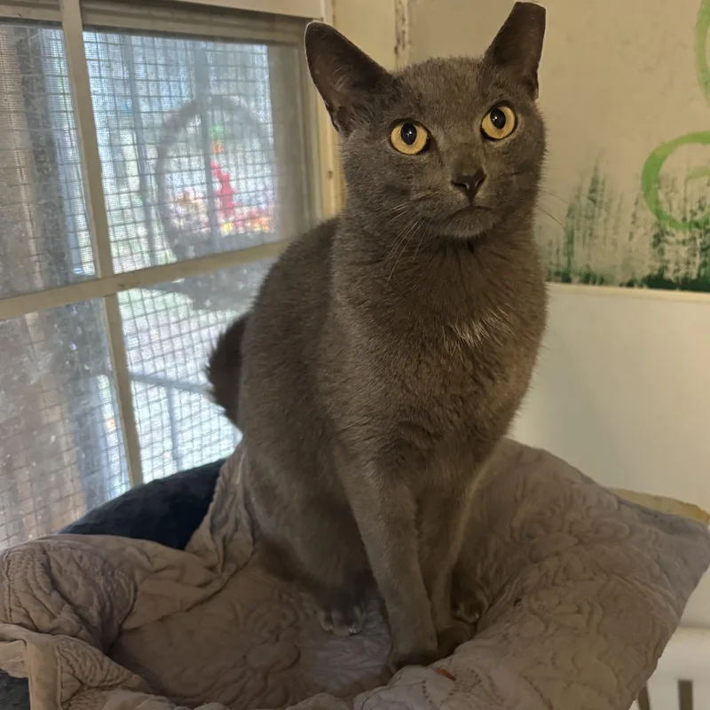 A young medium-sized female Gray / Blue / Silver Domestic Short Hair cat named Thea for adoption in Anderson , SC