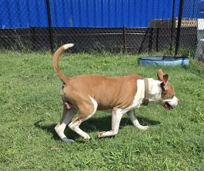 An adult large-sized male Pit Bull Terrier dog named Cooper for adoption in Conway, SC