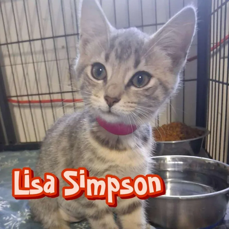 A baby small-sized female Domestic Short Hair cat named Lisa Simpson for adoption in Hillsboro, OH