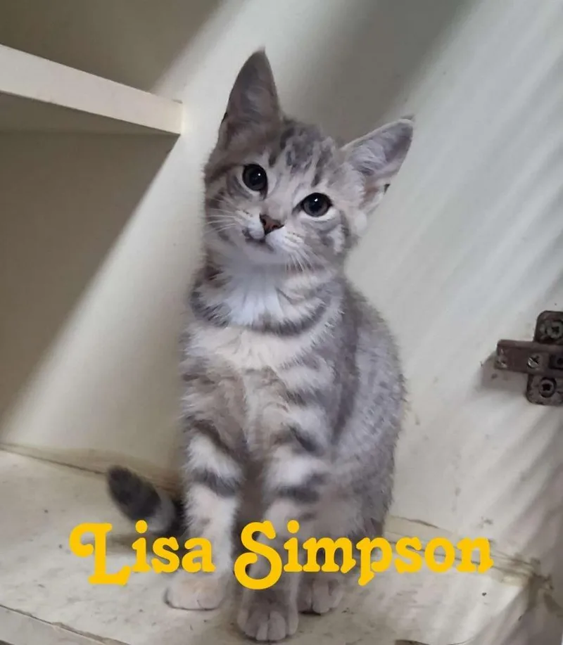 Lisa Simpson thumbnail 2