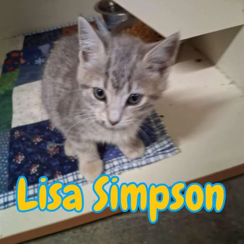 Lisa Simpson thumbnail 3
