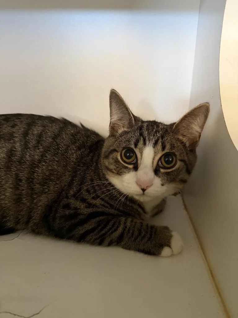 A young small-sized male Domestic Short Hair cat named Steve for adoption in Hyde Park, NY