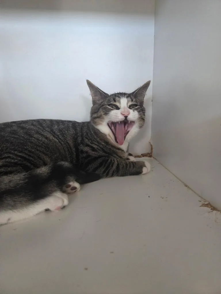 Steve thumbnail 2