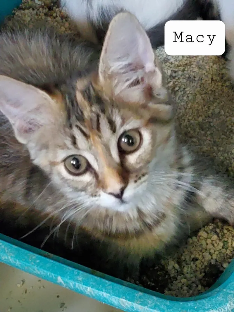 A baby medium-sized female Tabby (Buff / Tan / Fawn) Tabby cat named Macy for adoption in Las Cruces, NM