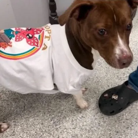 An adult medium-sized female Brown / Chocolate Chihuahua dog named Bo Peep for adoption in Aldie, VA