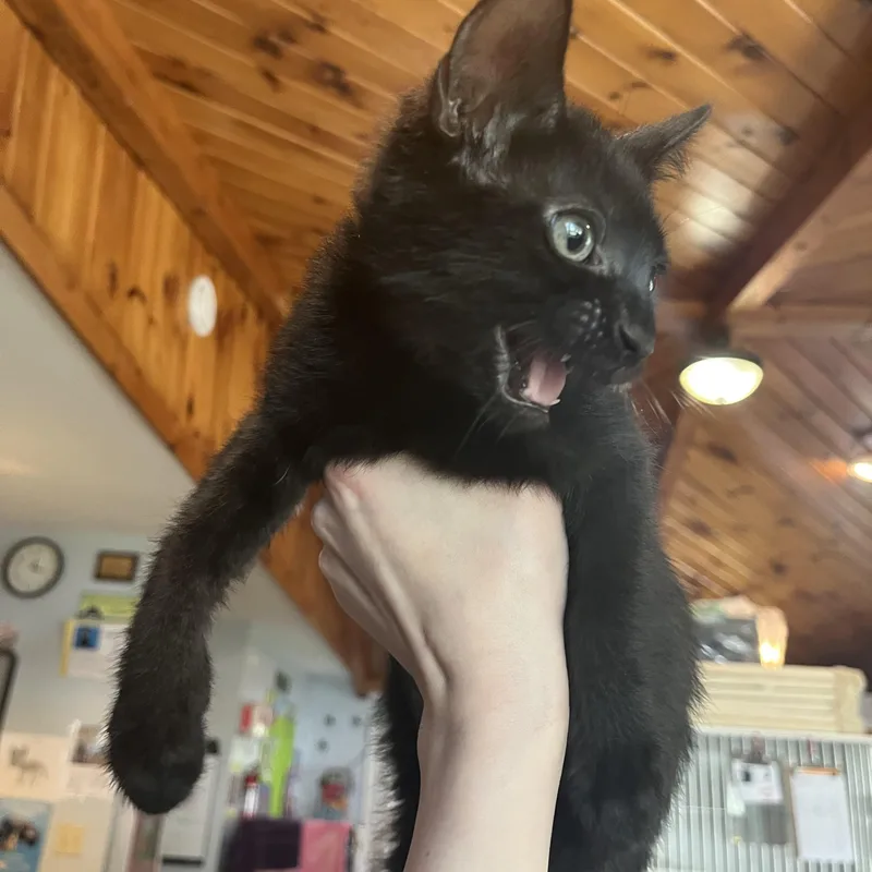 A baby small-sized male Black Domestic Short Hair cat named Cb for adoption in Salisbury, MA