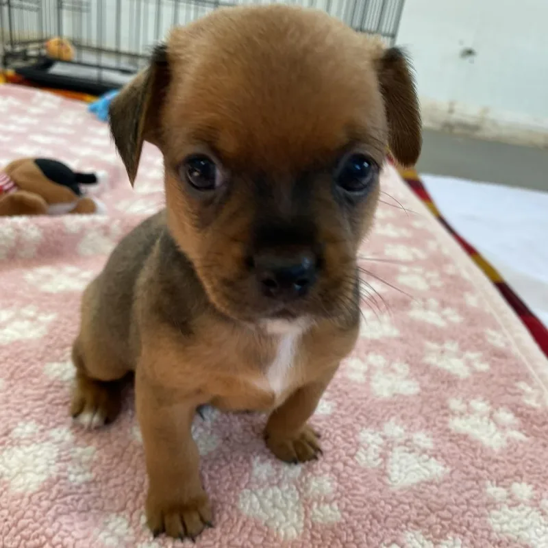 A baby small-sized male Brown / Chocolate Terrier dog named Bean for adoption in Wimberley, TX