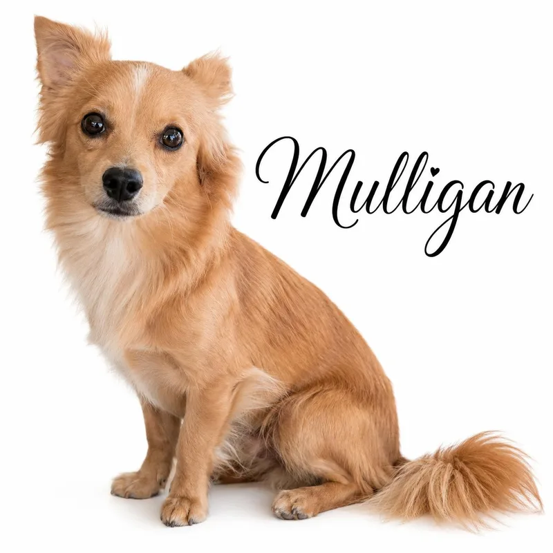 Mulligan thumbnail 4
