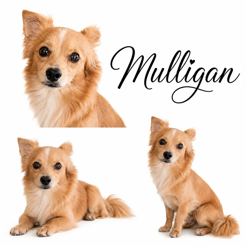 Mulligan thumbnail 6