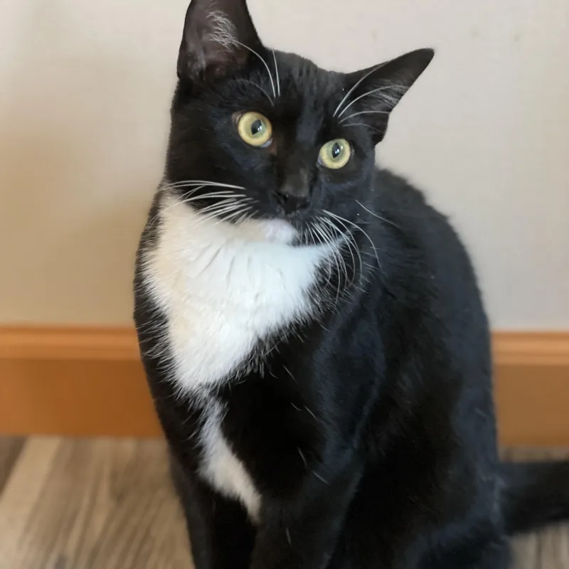 A young medium-sized male Black & White / Tuxedo Domestic Short Hair cat named Nike for adoption in Germansville, PA