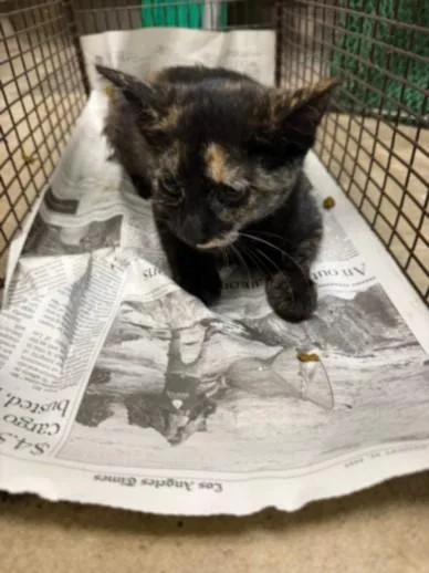 A baby small-sized female Domestic Short Hair cat named Cairo for adoption in Van Nuys, CA