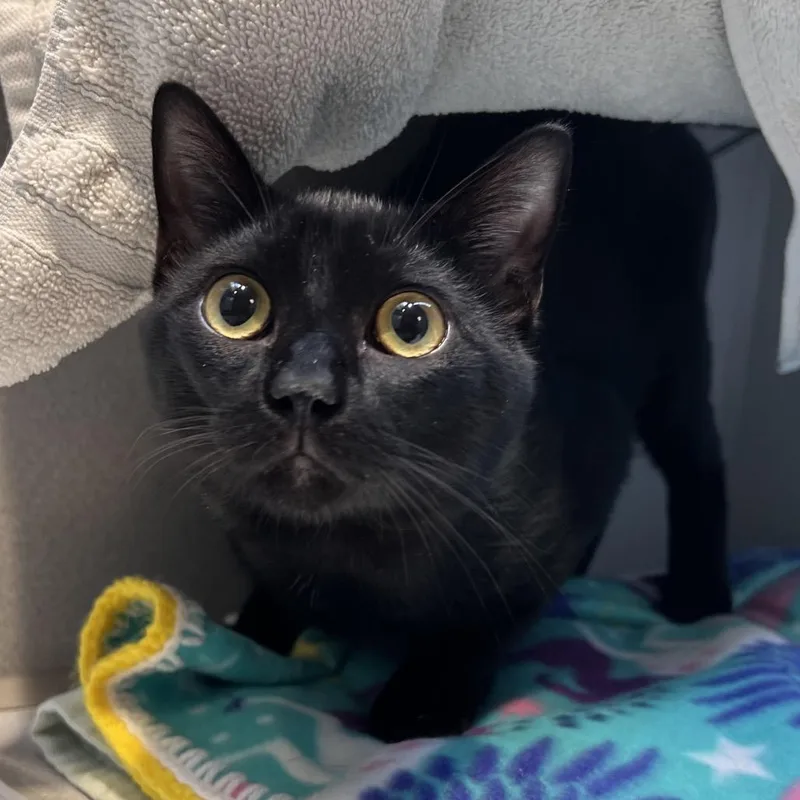 A young medium-sized male Black Domestic Short Hair cat named Chocolate for adoption in Pittsburgh, PA