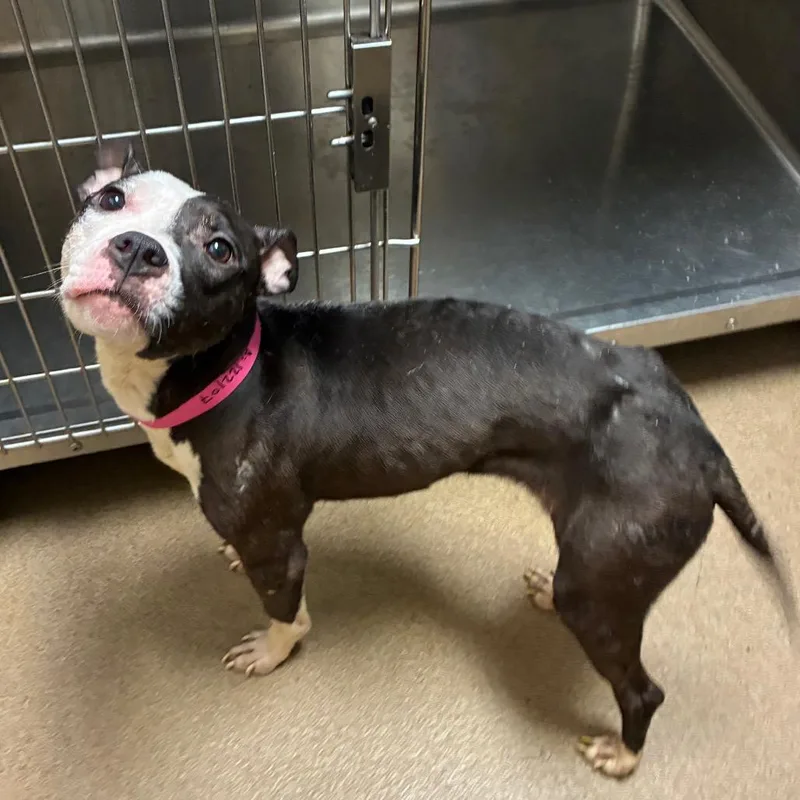 An adult medium-sized female Black Mixed Breed dog named Tova for adoption in Chattanooga, TN
