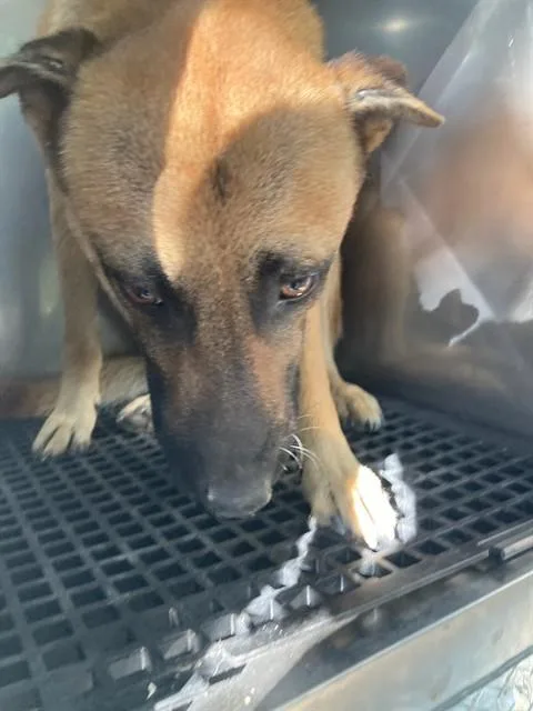 An adult large-sized male Mixed Breed dog named Elon for adoption in Dallas, TX
