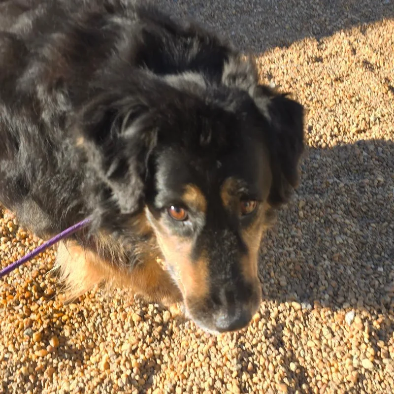 A senior large-sized female Husky dog named Saoie for adoption in Elizabeth City, NC