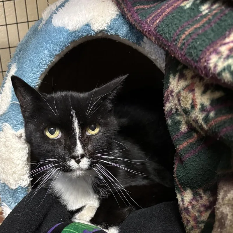 Tux