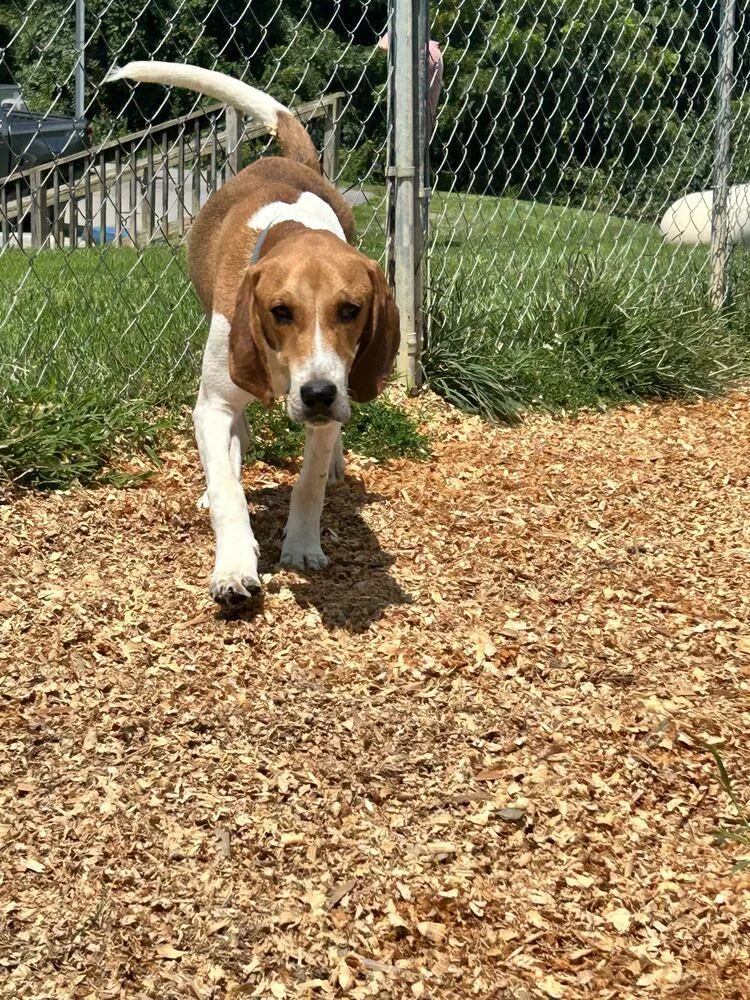 An adult medium-sized male White / Cream Hound dog named Benny for adoption in Silver Spring, MD