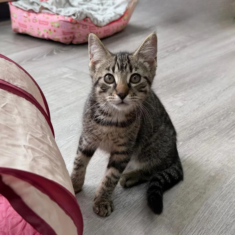A baby small-sized male Domestic Short Hair cat named Gavin for adoption in State College, PA