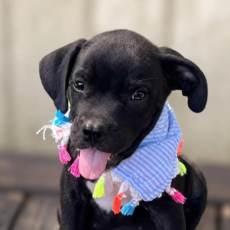 A baby small-sized female Black Labrador Retriever dog named Katseye for adoption in Boerne, TX