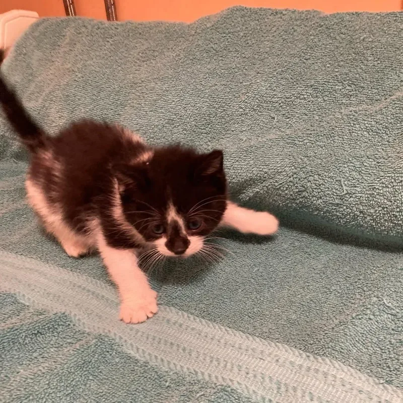 A baby medium-sized female White Domestic Short Hair cat named Ladybug for adoption in Delmar, NY
