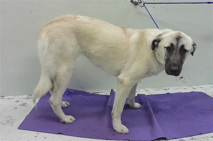 An adult large-sized female Anatolian Shepherd dog named Fannie for adoption in Houston, TX