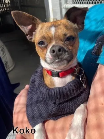 A young small-sized male Brindle Chihuahua dog named Koko for adoption in Hollister, CA