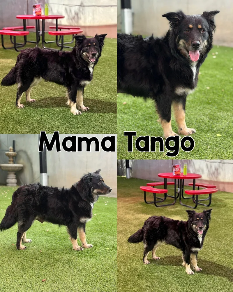 A young medium-sized male Tricolor (Brown, Black, & White) Shepherd dog named Tango's Litter for adoption in Glendale, AZ