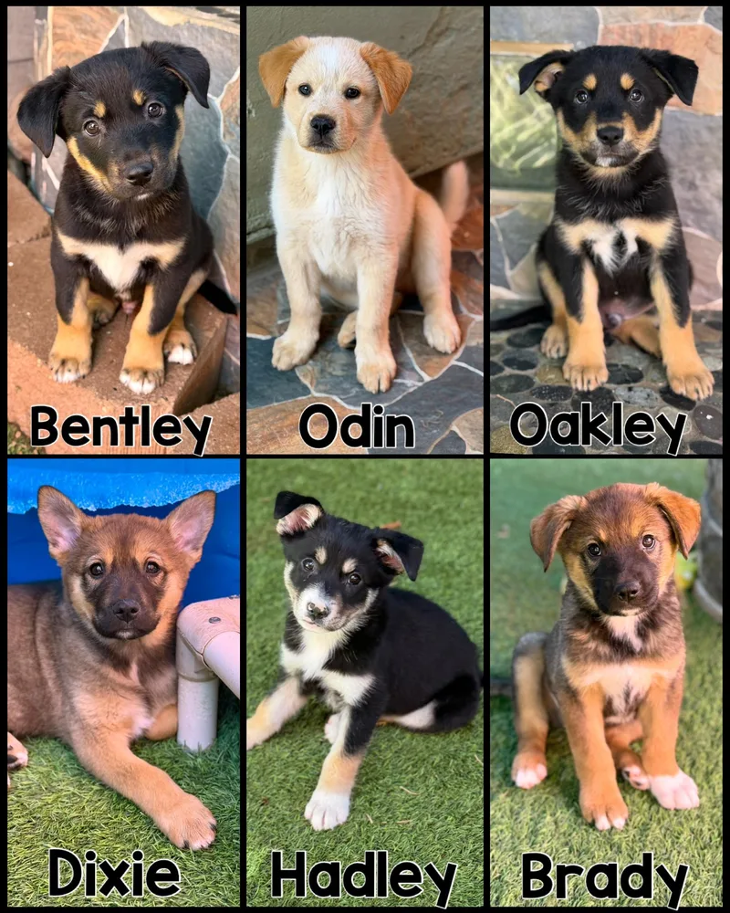 Tango's Litter thumbnail 2
