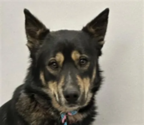 A young medium-sized male German Shepherd Dog dog named Gordo for adoption in Tucson, AZ