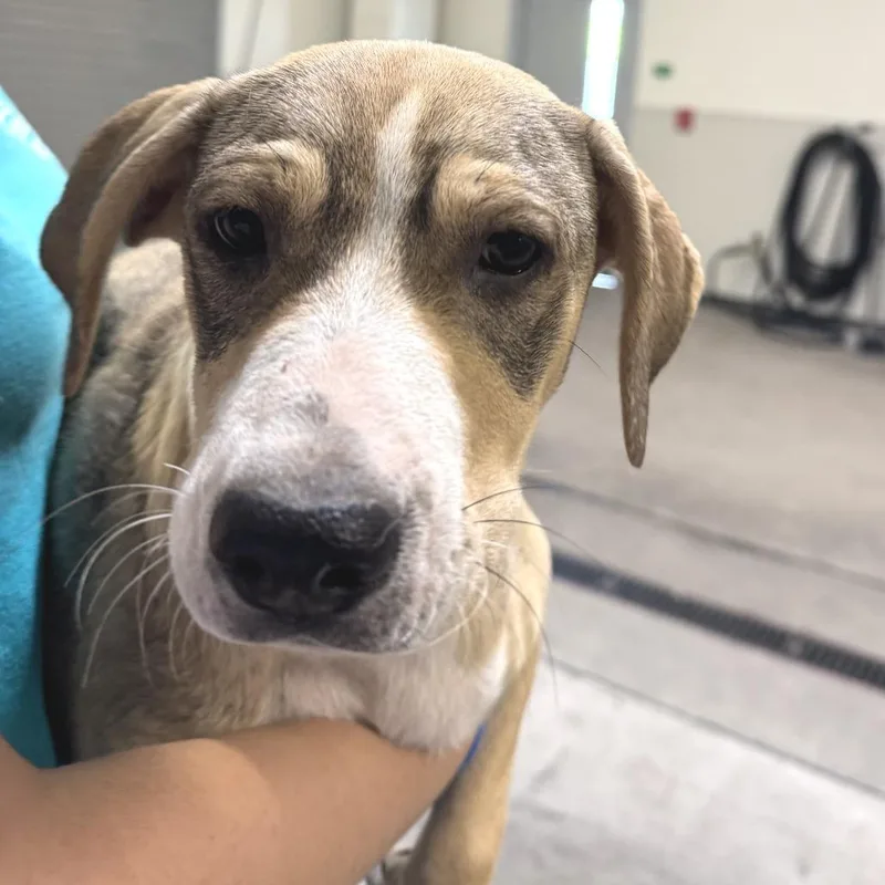 A baby medium-sized female Yellow / Tan / Blond / Fawn Mixed Breed dog named Salt for adoption in Las Cruces, NM