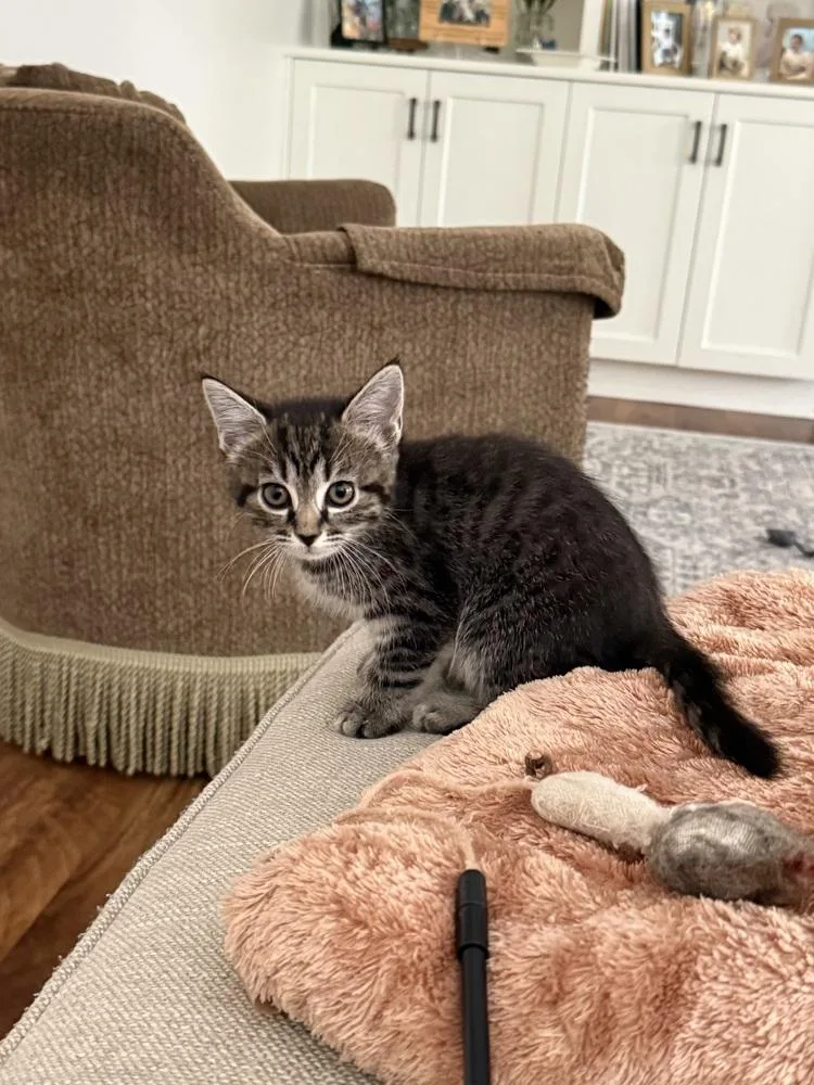 A baby small-sized female Black & White / Tuxedo Domestic Short Hair cat named Leia for adoption in Henrico, VA