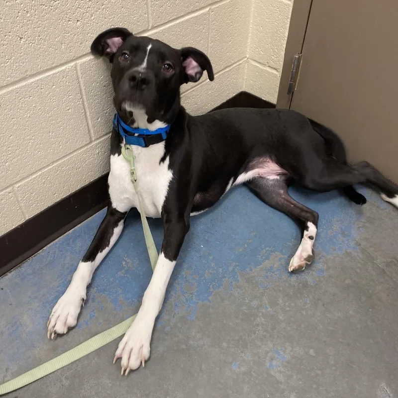 A young large-sized male Black Mixed Breed dog named Kuro for adoption in Memphis, TN