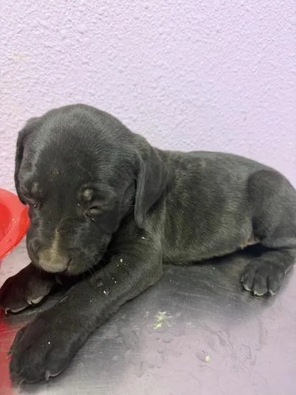 A baby small-sized male Black Pit Bull Terrier dog named 61008181 for adoption in El Paso, TX