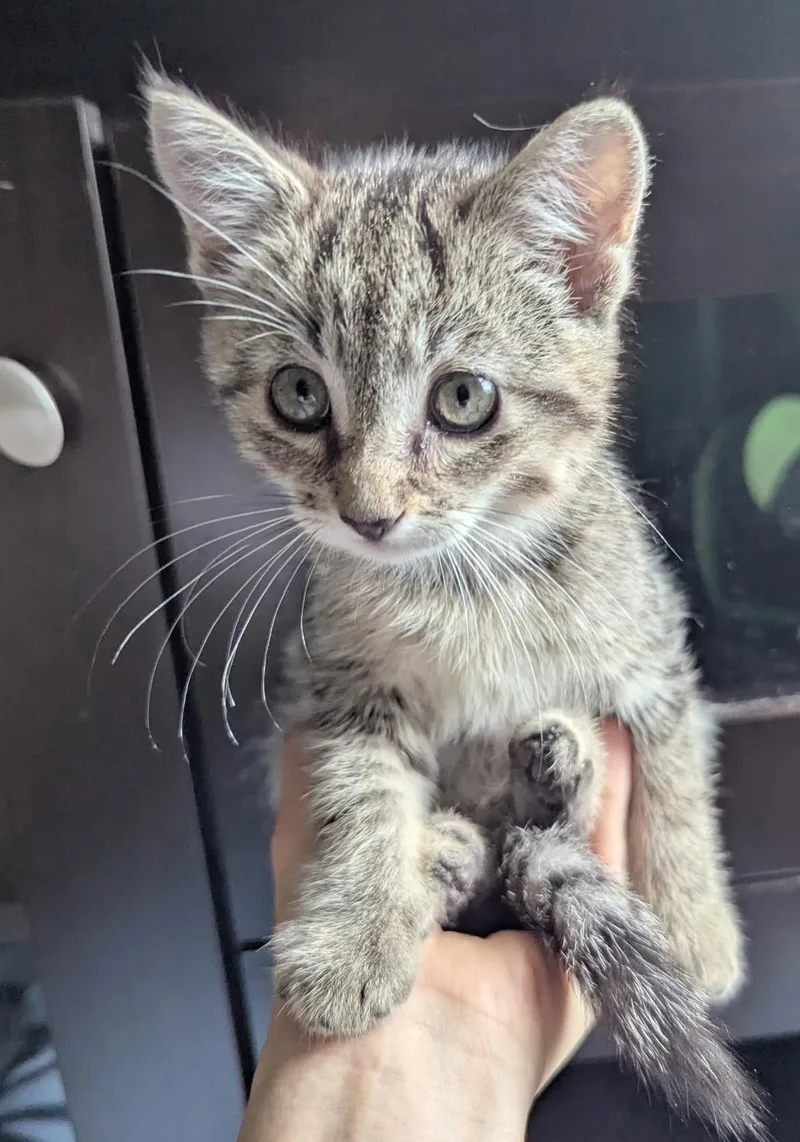 A young medium-sized male Gray / Blue / Silver American Shorthair cat named Blueberry for adoption in Rochester, NY