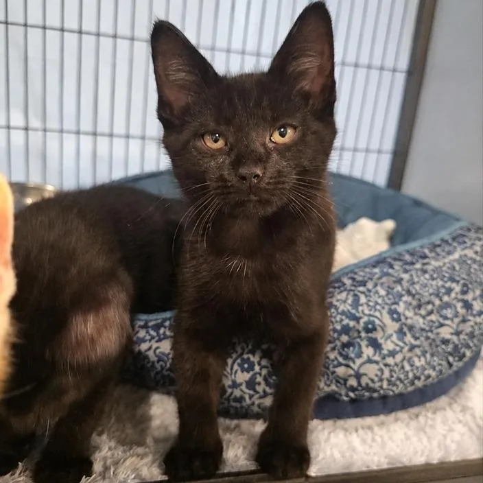 A baby medium-sized male Black Domestic Short Hair cat named Comet for adoption in Prince Frederick, MD