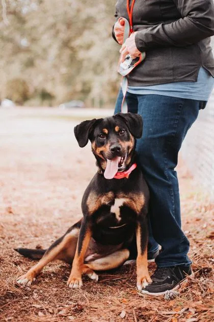 A Koda