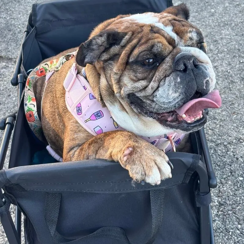 An adult medium-sized female Brown / Chocolate English Bulldog dog named Kiera for adoption in Huber Heights, OH
