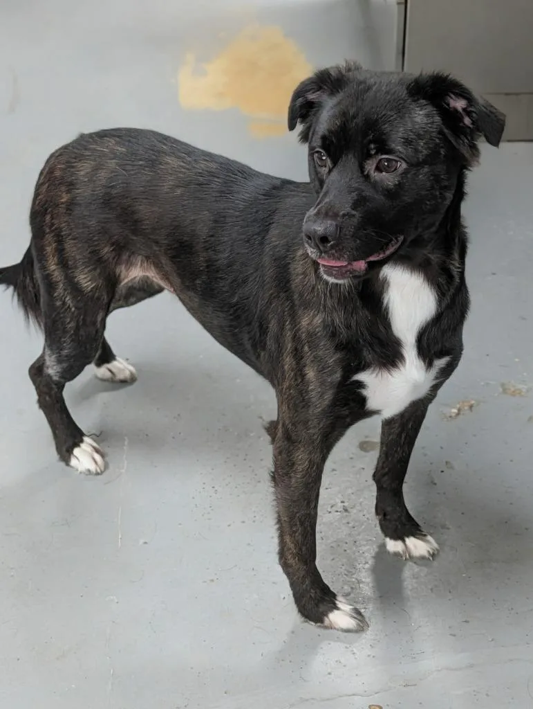 Maggie