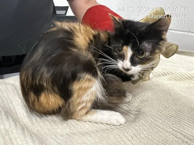 A young small-sized female Domestic Short Hair cat named Princess for adoption in Ocala, FL