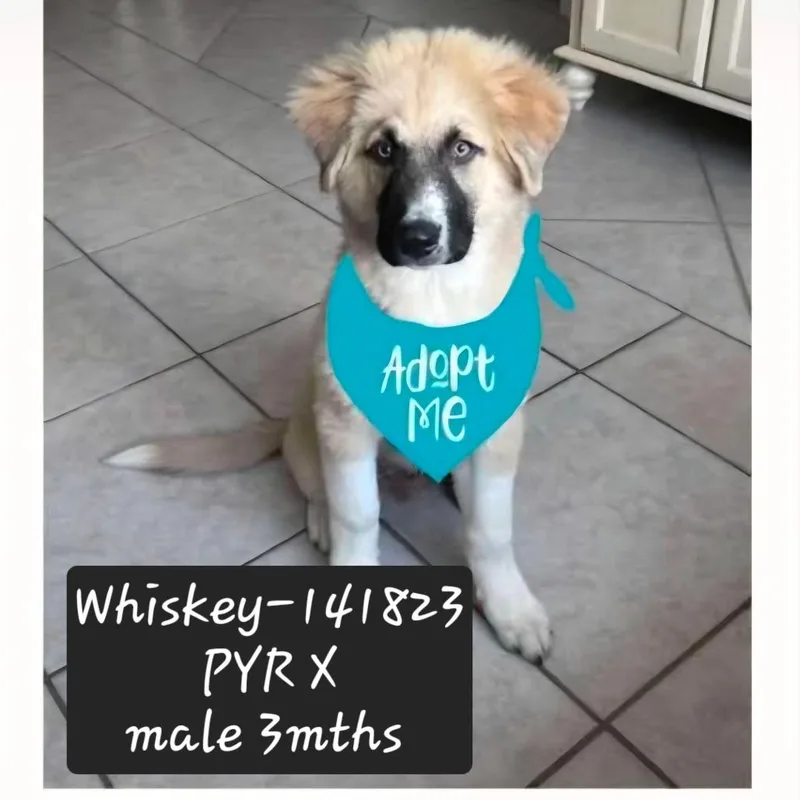 Whiskey