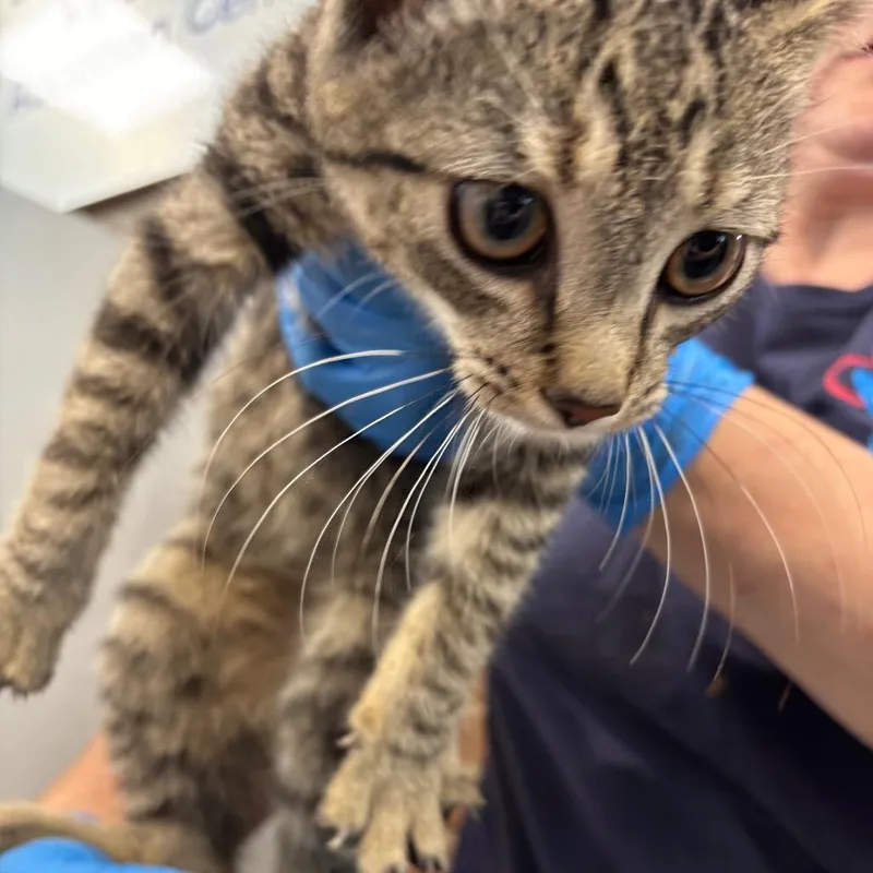 A baby small-sized male Brown / Chocolate Domestic Short Hair cat named Ratatouille for adoption in Allentown, PA