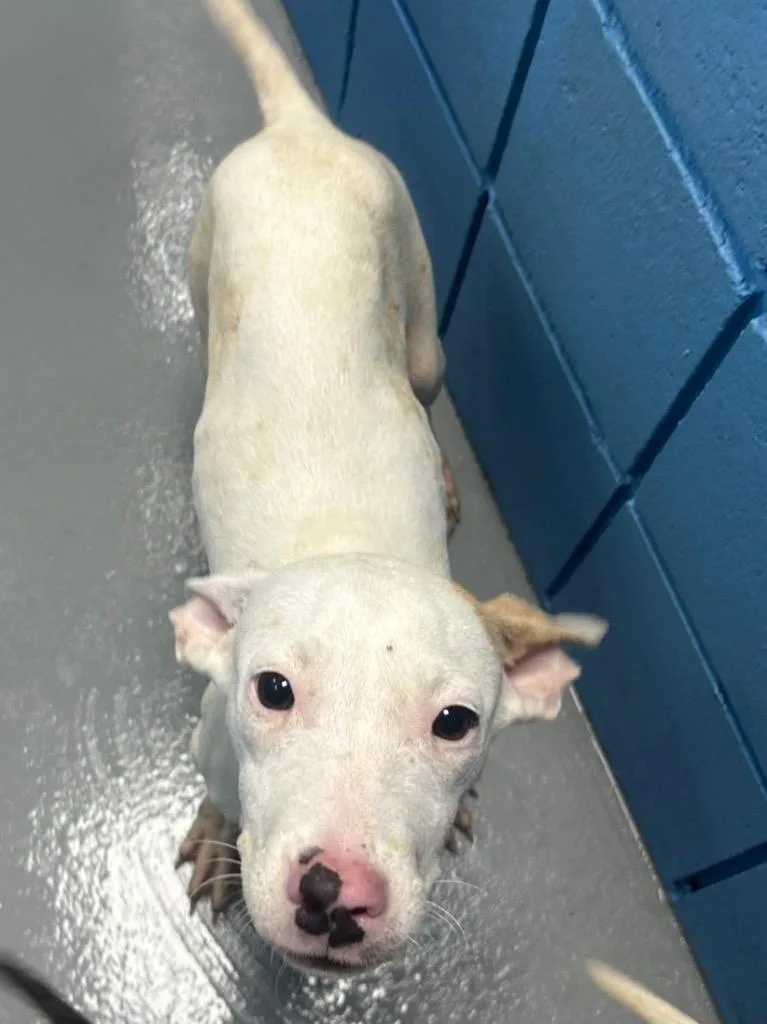 A baby medium-sized male Terrier dog named Mungus for adoption in Hartsville, SC