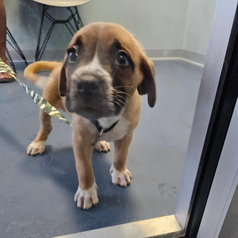 A baby small-sized male Brown / Chocolate Mixed Breed dog named Cosmopolitan Icecream for adoption in Greensboro, NC