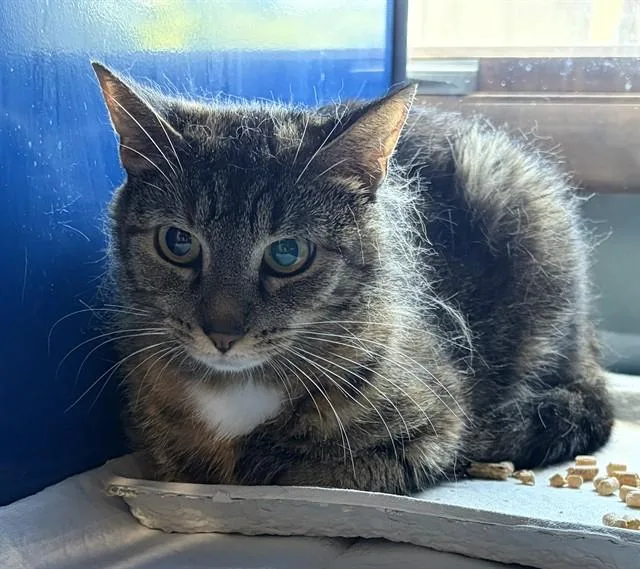 A young small-sized female Domestic Short Hair cat named Amber for adoption in Westminster, MD