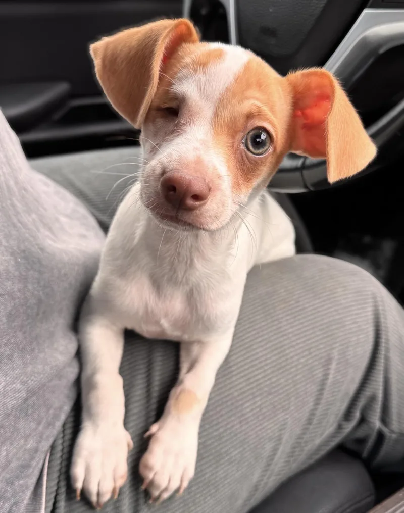 A baby small-sized male Chihuahua dog named Odin for adoption in Floresville, TX
