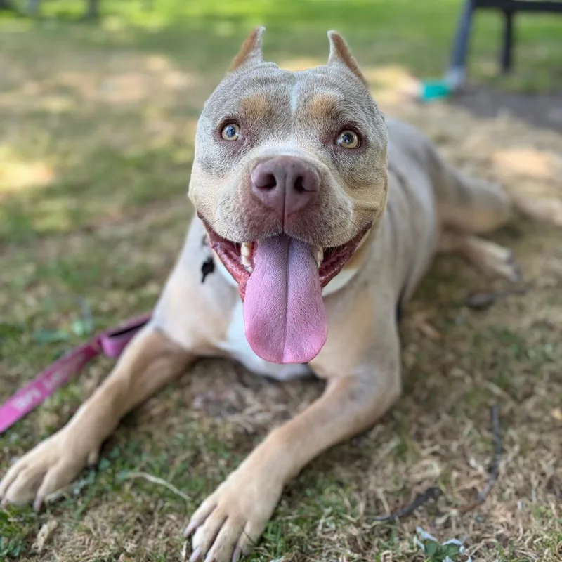 An adult large-sized female Pit Bull Terrier dog named Keeper for adoption in Los Angeles, CA