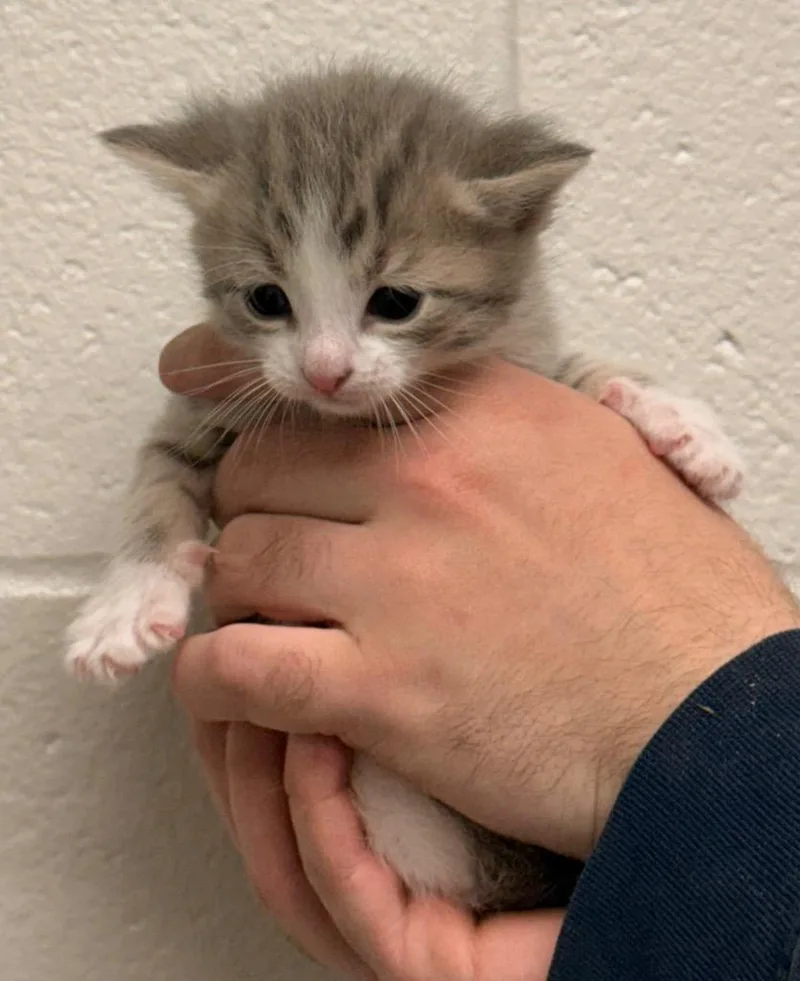 A baby small-sized male Domestic Short Hair cat named Topaz for adoption in Defiance, OH