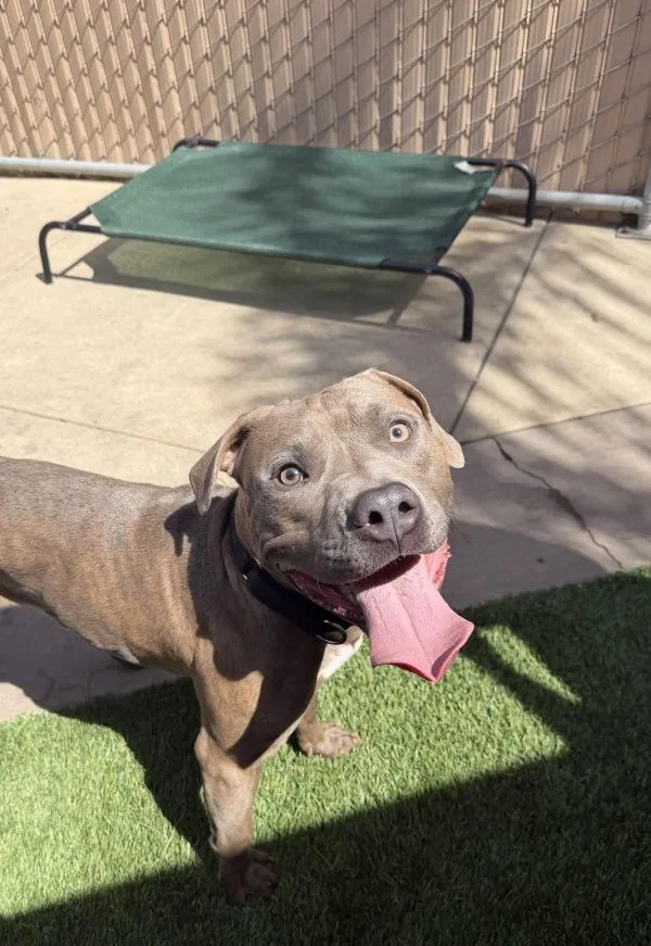 An adult medium-sized male Pit Bull Terrier dog named Robert Doggy Jr for adoption in San Diego, CA